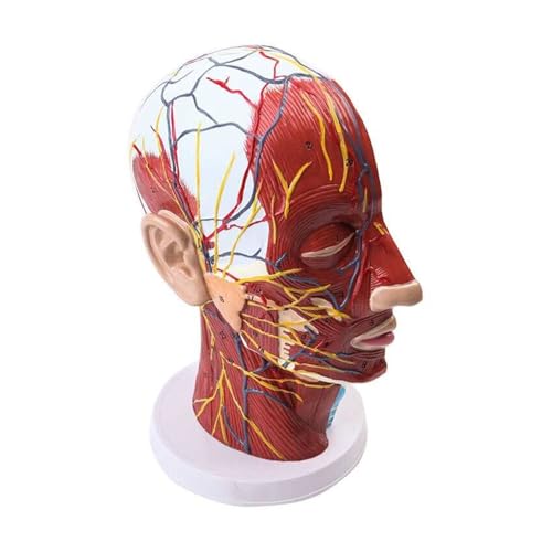 1pc Menschliches Gesichtsnerv Blutgefäß Muskel Anatomie Modell Medizinische Lehrmittel von Huhpa