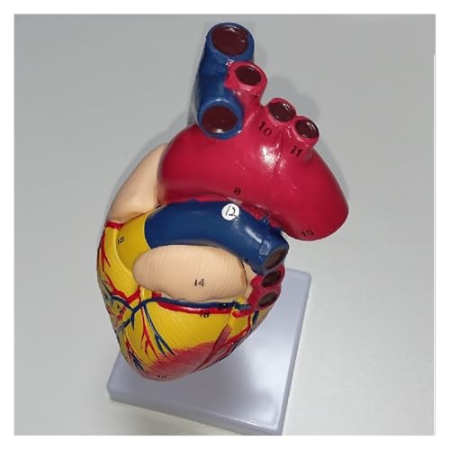 1pc Menschliches Herz Anatomisches Anatomie Lehrmodell Eingeweide Medizinisches Orgelmodell Emulational Stand Medizinische Wissenschaft Lehrressourcen von Huhpa
