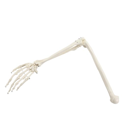 1pc Menschliches Knochen Modell 1:1 Von Knochen Erwachsene Arm Der Oberen Extremität Knochen Arm Und Radius Hand Knochen Medizinische Wissenschaft Schule Lehre Liefert von Huhpa