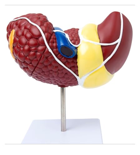 1pc Menschliches Leber Modell 1:1 Anatomisches Modell Medizinische Darstellung Von Verdauungssystem Pathologie Leber Anatomie Lehrmittel von Huhpa