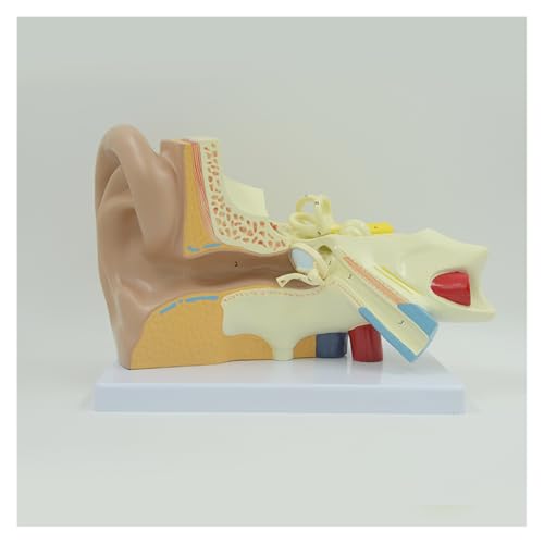 1pc Menschliches Ohr Anatomisches Modell 3 Mal Vergrößert Innenohr Cochlea Tectorial Membran Modell Pädagogische Ausrüstung von Huhpa