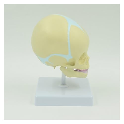 1pc Menschliches Schädel Modell Beweglichen Unterkiefer 30 Wochen Baby for Kopf Modell 1:1 Leben Größe for Neugeborene Gehirn medizinische Studie von Huhpa