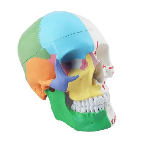 1pc Menschliches Schädel Modell Farbe Schädel Modell Muskel Start Und End Punkt Mit Digital Verschließbaren Demontage Schädel von Huhpa