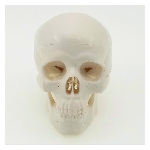 1pc Menschliches Schädel Skelett Modell Anatomische Anatomie Kopf Medizinische Modell House Party Replik Dekoration 1pc Menschliches Schädel Skelett Modell Anatomische Anatomie Kopf Medizinische Modell House Party Replik Dekoration von Huhpa
