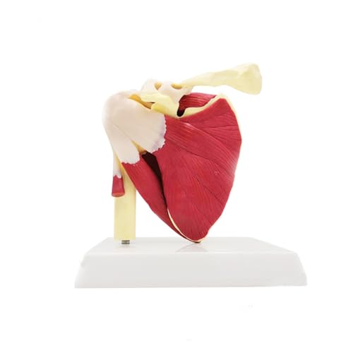1pc Menschliches Schultergelenk Skelett Muskel Anatomie Modell Medizinische Wissenschaft Lehrmittel von Huhpa