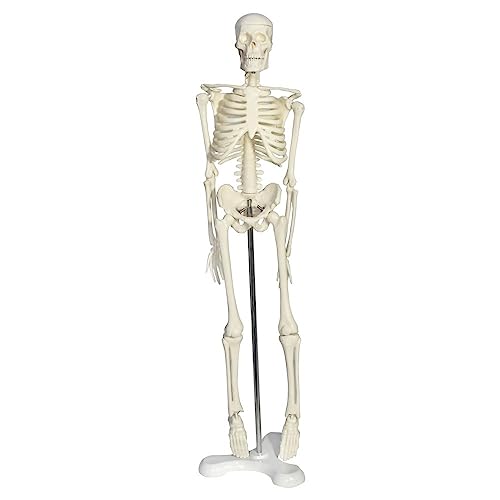 1pc Menschliches Skelett Modell 45cm Dekoration Anhänger Anatomische Anatomie Skelett Kunst Skizze Geschenk Puppe Skelett Modell von Huhpa