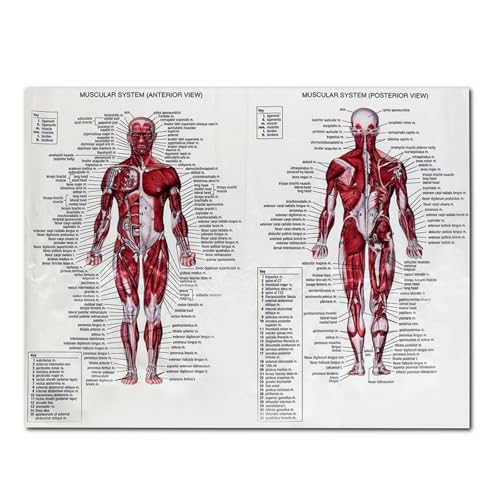 1pc Muskel System Poster Anatomie Diagramm Menschlichen Körper Pädagogische Wohnkultur Seide Tuch Körper Muskel Wand Bilder 60X80cm von Huhpa