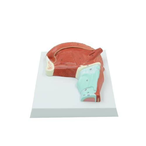 1pc Muskel von Zunge und Rachen Modell menschliches anatomisches Modell pädagogische Ausrüstung medizinische Wissenschaften Lehrmittel Labor Studieren von Huhpa