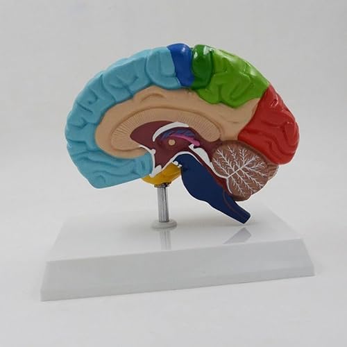 1pc Natürliche Größe Menschliches Anatomisches Gehirn Modell Farbige Gehirn Funktionale Sind Medizinische Werkzeug Mit Basis Großhirn Kleinhirn Modell von Huhpa
