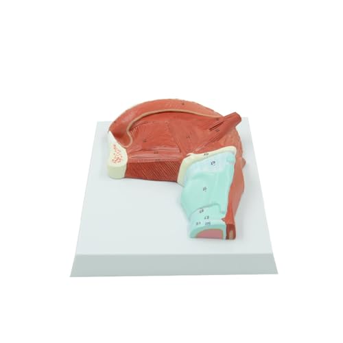 1pc Oral Muskel Und Zunge Muskel Anatomisches Modell Medizinische Lehre Oral Lehre Modell von Huhpa