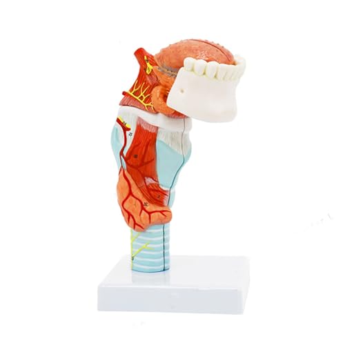 1pc Sagittal Abschnitt Kehlkopf Befestigung Zunge Modell Lehre Simulation Ausrüstung Natürliche Größe von Huhpa