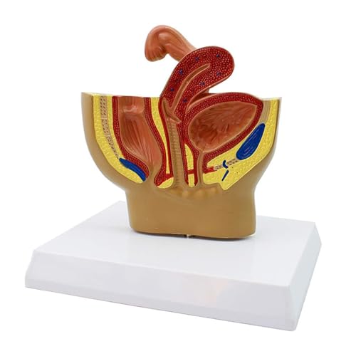 1pc Sagittal Becken Anatomie Modell for Weibliche Weibliche Fortpflanzungssystem Uterus Modell 1pc Sagittal Becken Anatomie Modell for Weibliche Weibliche Fortpflanzungssystem Uterus Modell von Huhpa