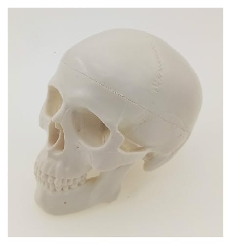1pc Schädel Menschlichen Anatomischen Anatomie Kopf Medizinische Modell Hause Dekoration Handwerk Schreibtisch Figuren 1pc Schädel Menschlichen Anatomischen Anatomie Kopf Medizinische Modell Hause Dekoration Handwerk Schreibtisch Figuren von Huhpa