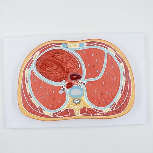 1pc Schematischer Querschnitt Durch Den Bauch Anatomisches Modell Medizinische Lehrmittel Pädagogische Ausrüstung Professionelle Modell von Huhpa