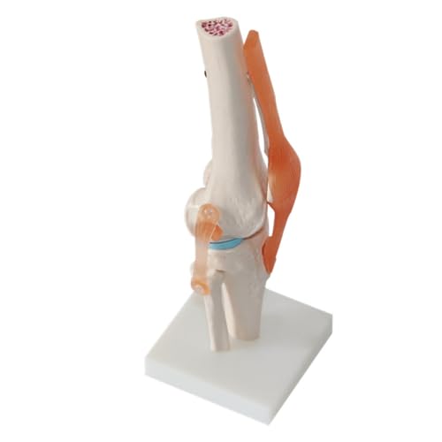 1pc Skelett Kniegelenk Anatomie Modelle Skelett Modell Mit Bänder Joint Modell Medizinische Wissenschaft Lehre Liefert von Huhpa