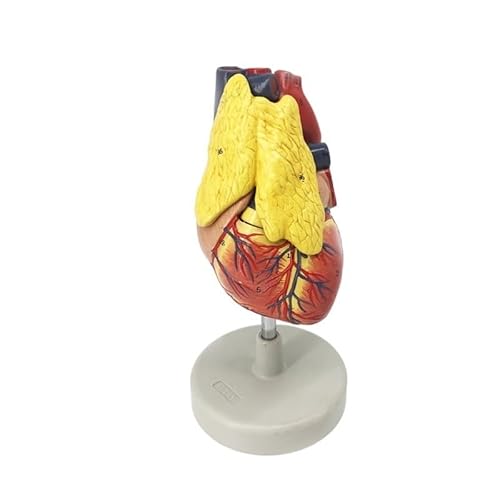 1pc Standard Menschliches Herz Modell Anatomie Abnehmbare Lehrmodell Simulation Herz Mit Thymus Modell Medizinische Modell von Huhpa