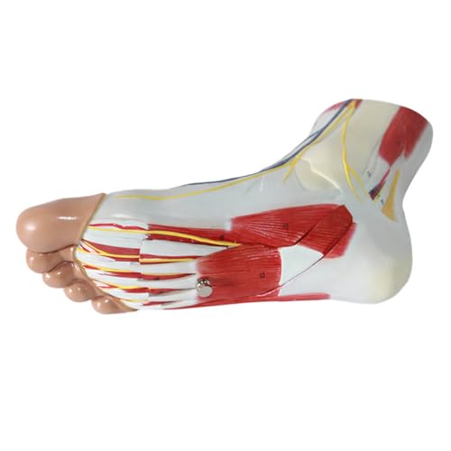 1pc Teile Menschlicher Fuß Fuß Muskel Hierarchie Anatomie Modell Fuß Anatomie Modell von Huhpa