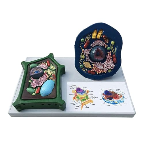 1pc Tier Und Pflanzen Zelle Modell Mikrostruktur Anatomisches Modell Mittelschule Biologie Bildung Biologische Mobile Ausrüstung von Huhpa