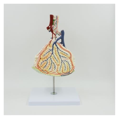 1pc Vergrößertes Lungenläppchenmodell Menschliche Atemwege Anatomisches Modell Anatomiewerkzeug Lehrmittel Medizinische Wissenschaften 1pc Vergrößertes Lungenläppchenmodell Menschliche Atemwege Anatomisches Modell Anatomiewerkzeug Lehrmittel Medizinische Wissenschaften von Huhpa