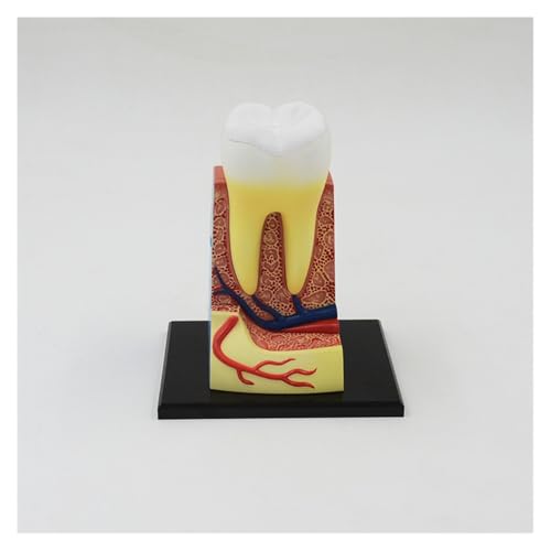 1pc Versorgung Zusammengebaute Spielzeug Menschliche Zähne Montage Modell Orgel Anatomie Modell Medizinische Lehre Beliebte Wissenschaft Geräte von Huhpa