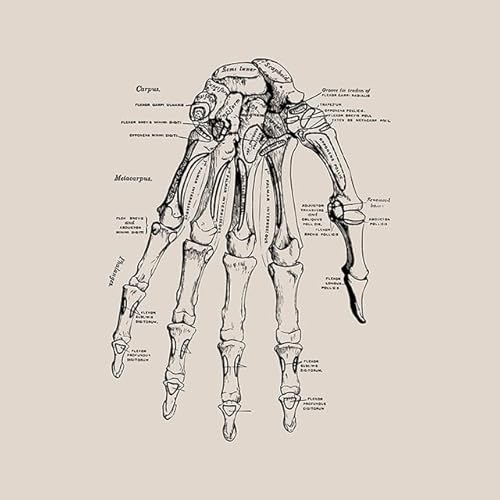 1pc Vintage Menschlichen Körper Anatomie Kunstwerk Medizinische Klinik Wand Bild Skelett Orgel Muskel Leinwand Malerei Poster Drucke Zimmer Dekor(10,30X45cm Unframed) von Huhpa