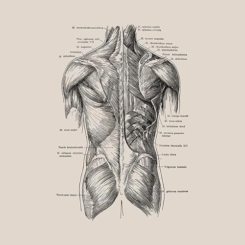1pc Vintage Menschlichen Körper Anatomie Kunstwerk Medizinische Klinik Wand Bild Skelett Orgel Muskel Leinwand Malerei Poster Drucke Zimmer Dekor(2,20X30cm Unframed) von Huhpa