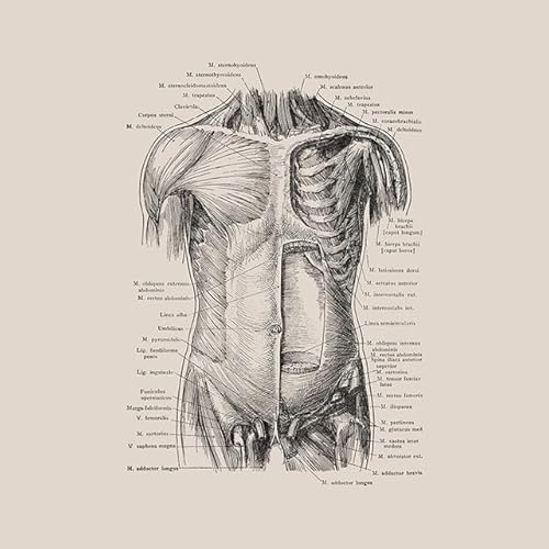 1pc Vintage Menschlichen Körper Anatomie Kunstwerk Medizinische Klinik Wand Bild Skelett Orgel Muskel Leinwand Malerei Poster Drucke Zimmer Dekor(3,20X30cm Unframed) von Huhpa
