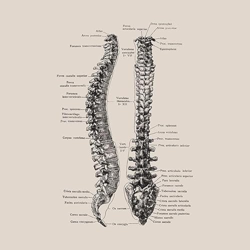 1pc Vintage Menschlichen Körper Anatomie Kunstwerk Medizinische Klinik Wand Bild Skelett Orgel Muskel Leinwand Malerei Poster Drucke Zimmer Dekor(4,30X40cm Unframed) von Huhpa