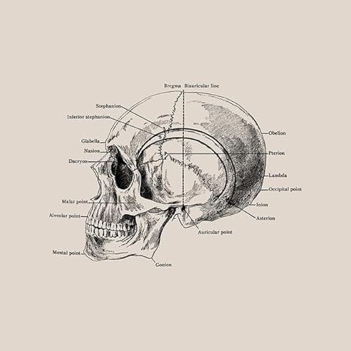 1pc Vintage Menschlichen Körper Anatomie Kunstwerk Medizinische Klinik Wand Bild Skelett Orgel Muskel Leinwand Malerei Poster Drucke Zimmer Dekor(6,30X45cm Unframed) von Huhpa