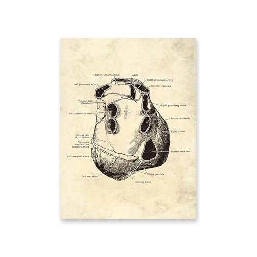 1pc Vintage Menschlichen Körper Anatomie Kunstwerk Medizinische Wand Bilder Skelett Orgel Muskel Leinwand Malerei Poster Drucke Klinik Zimmer Dekor(11,20x25cm No Frame) von Huhpa