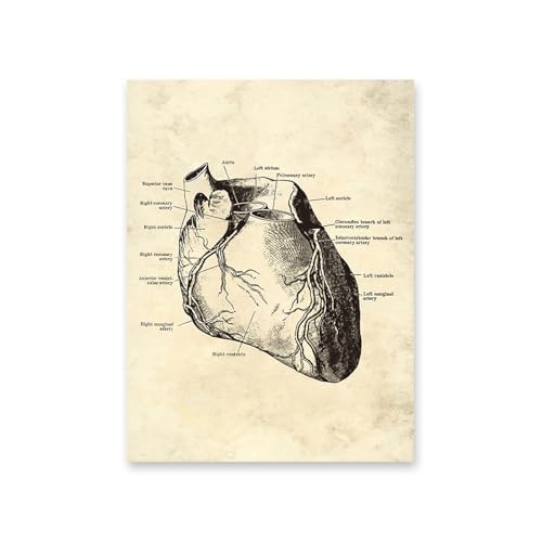 1pc Vintage Menschlichen Körper Anatomie Kunstwerk Medizinische Wand Bilder Skelett Orgel Muskel Leinwand Malerei Poster Drucke Klinik Zimmer Dekor(12,A3 30x42cm No Frame) von Huhpa