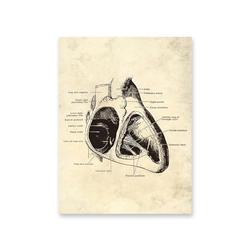 1pc Vintage Menschlichen Körper Anatomie Kunstwerk Medizinische Wand Bilder Skelett Orgel Muskel Leinwand Malerei Poster Drucke Klinik Zimmer Dekor(13,A4 21x30cm No Frame) von Huhpa