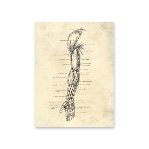 1pc Vintage Menschlichen Körper Anatomie Kunstwerk Medizinische Wand Bilder Skelett Orgel Muskel Leinwand Malerei Poster Drucke Klinik Zimmer Dekor(3,15x20cm No Frame) von Huhpa