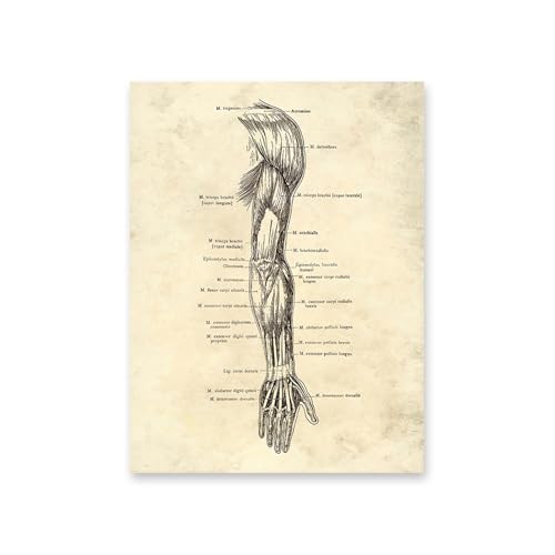 1pc Vintage Menschlichen Körper Anatomie Kunstwerk Medizinische Wand Bilder Skelett Orgel Muskel Leinwand Malerei Poster Drucke Klinik Zimmer Dekor(4,13x18cm No Frame) von Huhpa