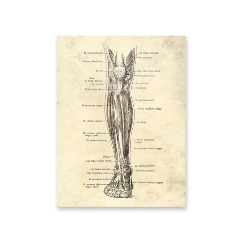 1pc Vintage Menschlichen Körper Anatomie Kunstwerk Medizinische Wand Bilder Skelett Orgel Muskel Leinwand Malerei Poster Drucke Klinik Zimmer Dekor(5,15x20cm No Frame) von Huhpa