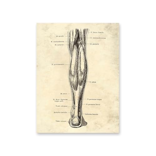 1pc Vintage Menschlichen Körper Anatomie Kunstwerk Medizinische Wand Bilder Skelett Orgel Muskel Leinwand Malerei Poster Drucke Klinik Zimmer Dekor(6,A4 21x30cm No Frame) von Huhpa
