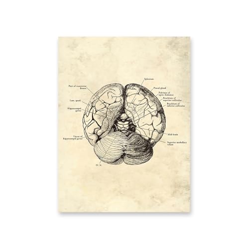 1pc Vintage Menschlichen Körper Anatomie Kunstwerk Medizinische Wand Bilder Skelett Orgel Muskel Leinwand Malerei Poster Drucke Klinik Zimmer Dekor(7,13x18cm No Frame) von Huhpa