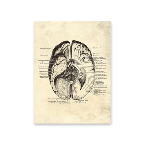 1pc Vintage Menschlichen Körper Anatomie Kunstwerk Medizinische Wand Bilder Skelett Orgel Muskel Leinwand Malerei Poster Drucke Klinik Zimmer Dekor(8,A4 21x30cm No Frame) von Huhpa