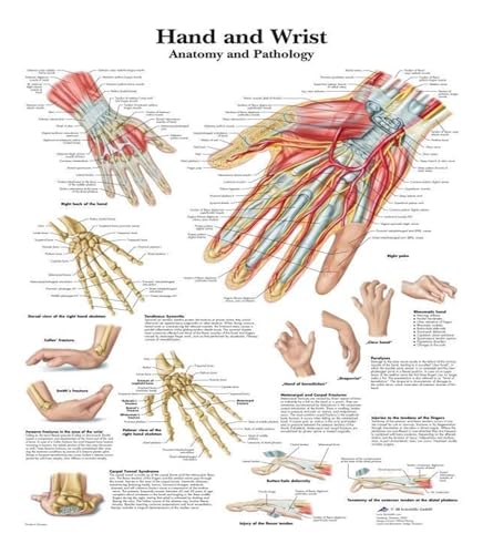1pc Wand Kunst Bild Menschlichen Körper Medizinische Bildung Karte Poster Menschliche Anatomie Muskel System Wohnkultur Leinwand Malerei HD Gedruckt(12,30X40cm Unframed) von Huhpa
