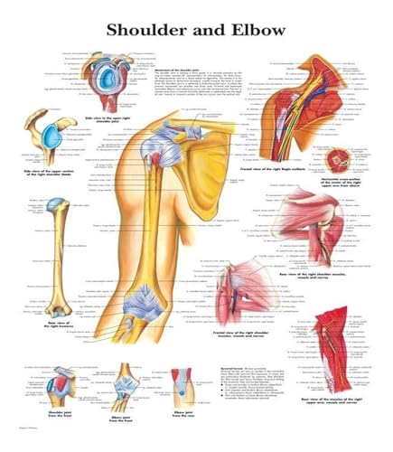 1pc Wand Kunst Bild Menschlichen Körper Medizinische Bildung Karte Poster Menschliche Anatomie Muskel System Wohnkultur Leinwand Malerei HD Gedruckt(13,20X30cm Unframed) von Huhpa