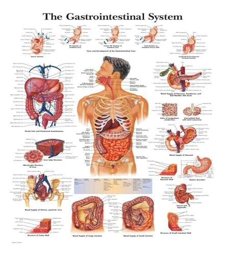 1pc Wand Kunst Bild Menschlichen Körper Medizinische Bildung Karte Poster Menschliche Anatomie Muskel System Wohnkultur Leinwand Malerei HD Gedruckt(14,30X45cm Unframed) von Huhpa