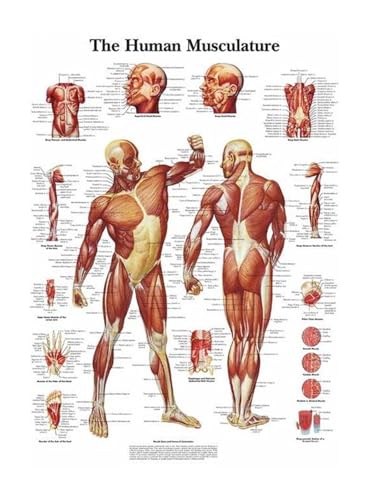 1pc Wand Kunst Bild Menschlichen Körper Medizinische Bildung Karte Poster Menschliche Anatomie Muskel System Wohnkultur Leinwand Malerei HD Gedruckt(2,20X30cm Unframed) von Huhpa