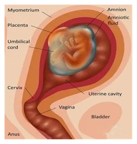 1pc Wand Kunst Bild Menschlichen Körper Medizinische Bildung Karte Poster Menschliche Anatomie Muskel System Wohnkultur Leinwand Malerei HD Gedruckt(9,30X40cm Unframed) von Huhpa