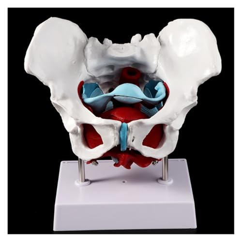 1pc Weibliche Becken Beckenboden Muskel Modell Gebärmutter Eierstock Muskel Lehrmittel Bildungs Liefert Abnehmbare 1pc Weibliche Becken Beckenboden Muskel Modell Gebärmutter Eierstock Muskel Lehrmittel Bildungs Liefert Abnehmbare von Huhpa
