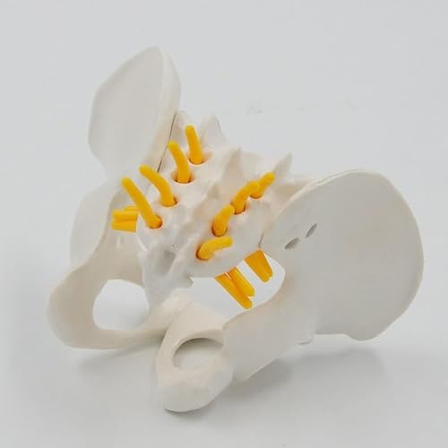 1pc Weibliches Anatomisches Becken Modell Skelett Anatomie Modell Becken Modelle Lehrmittel Pädagogisches Modell Requisiten 1pc Weibliches Anatomisches Becken Modell Skelett Anatomie Modell Becken Modelle Lehrmittel Pädagogisches Modell Requisiten von Huhpa