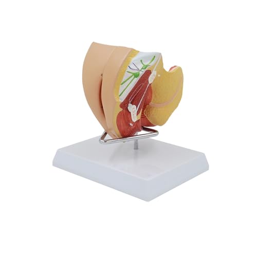 1pc Weibliches Fortpflanzungssystem Modell Genitale Organe Anatomie Gebärmutter Blase Anatomisches Modell Pädagogische Ausrüstung Medizinische Wissenschaften von Huhpa