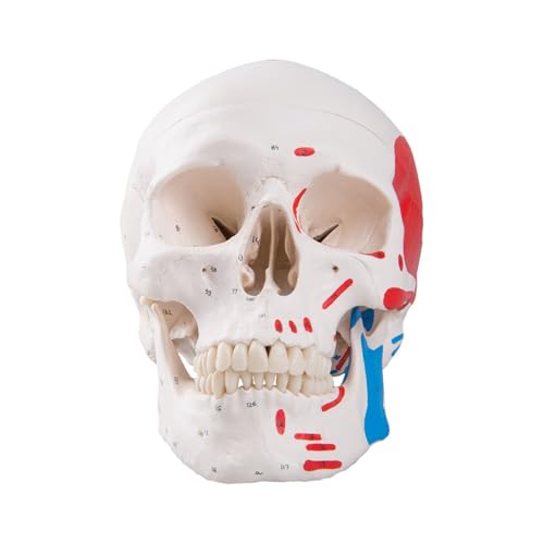 1pc farbige menschliche Schädel Kopf Anatomie Modell medizinische Lehrmittel von Huhpa