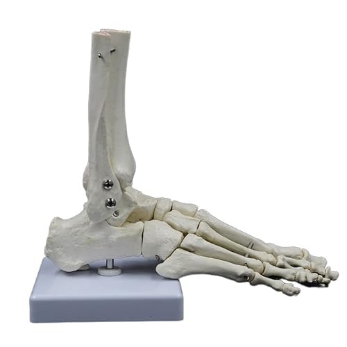 1pc lebensgroße Gelenke und Knochen des Fußes Anatomie menschlicher Fuß und Knöchel Modell medizinisches Geschenk Skelett Tibia und Fibula Knochen 1:1 von Huhpa