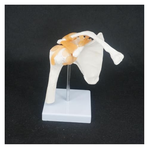 1pc lebensgroße Schultergelenk anatomisches Modell Skelett menschliche medizinische Anatomie for medizinische Studie von Huhpa