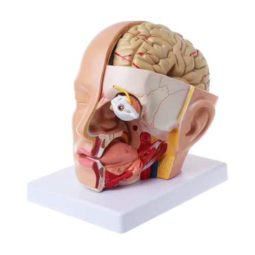 1pc menschliche Anatomie Kopf Schädel Gehirn Gehirn Arterie anatomisches Modell for den Unterricht von Huhpa